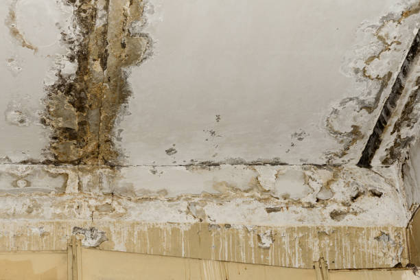 Best Comprehensive Air Testing for Mold Contaminants  in Washington, NJ