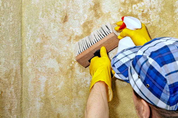 Best Biohazard Mold Removal  in Washington, NJ