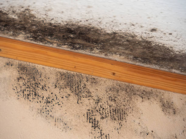 Best Commercial Mold Inspection  in Washington, NJ