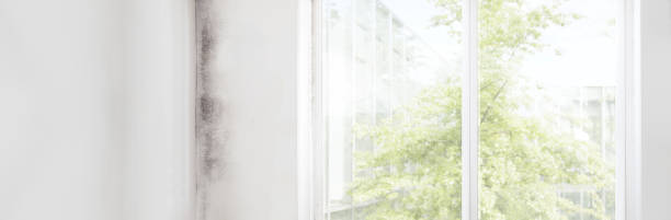 Best Residential Mold Inspection & Testing  in Washington, NJ