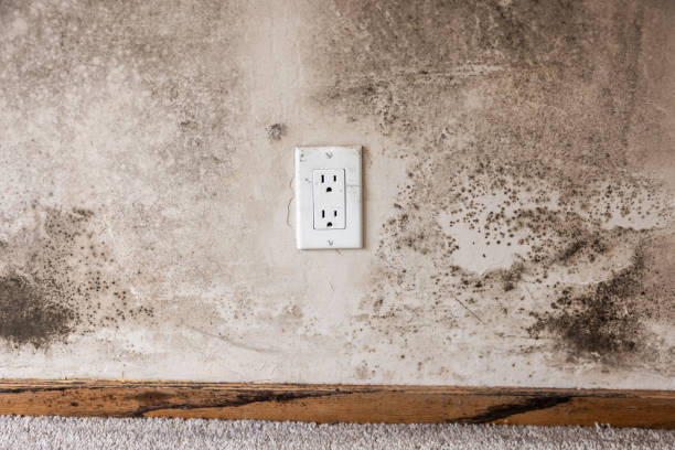 Trusted Washington, NJ Mold Removal Experts