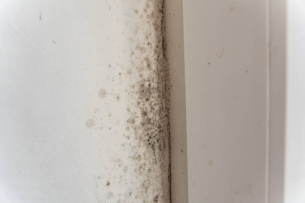 Best Mold-Related Health Consultation  in Washington, NJ