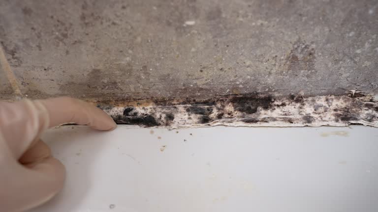 Best Environmental Consulting for Mold Prevention  in Washington, NJ
