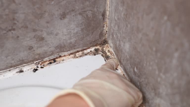 Best Post-Construction Mold Inspection  in Washington, NJ